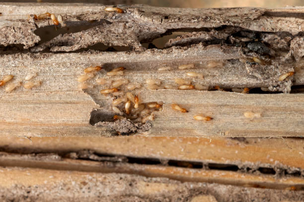 Best Wasp Removal Services  in Lakeland North, WA