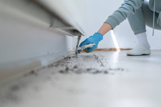 Best Rat Extermination Near Me  in Lakeland North, WA